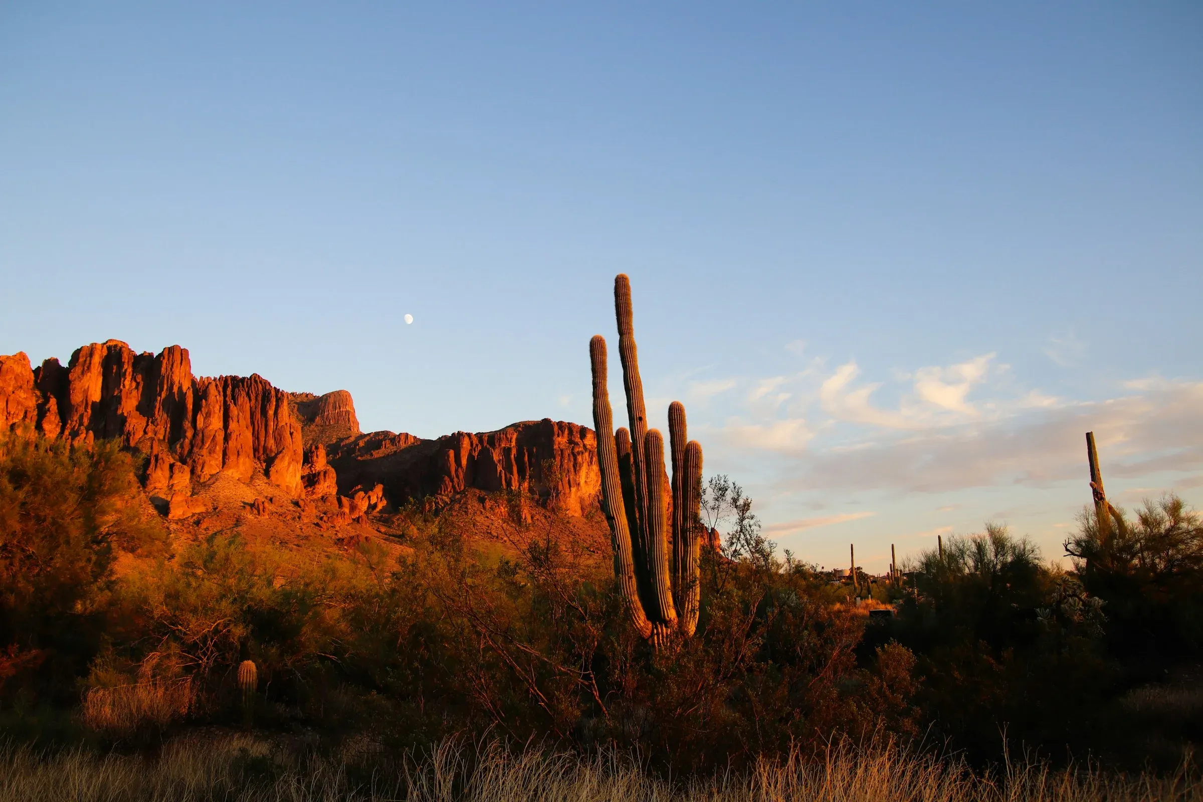 Saguaro cactus and desert mountains at sunset in Arizona